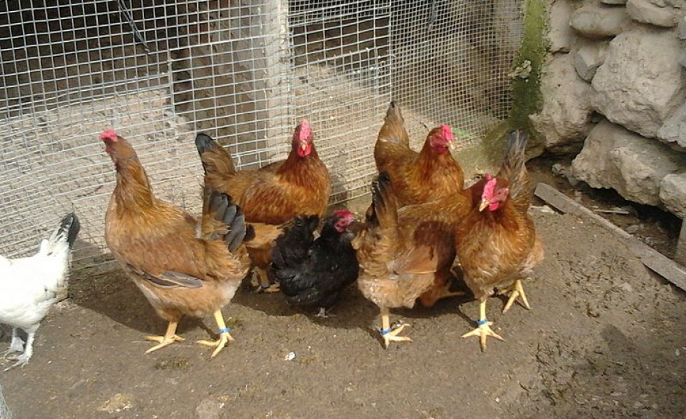 O BNG de Xinzo axudou a 50 familias co rexistro dos galiñeiros